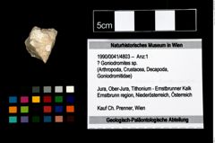 Foto (Objekt + Etikett) von ? Goniodromites sp.  (NHMW-GEO-1990-0041-4803)